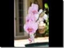 tips-repotting-orchid-plants-1.1-800X800