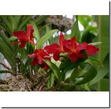 transplant-orchid-plants-800X800