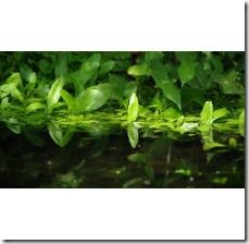 water-hyacinth-disease-800X800