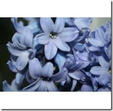 water-hyacinth-ponds-800X800
