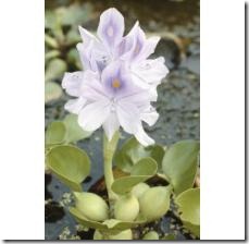 water-hyacinth-shade-plant-800X800