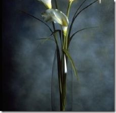 black-white-calla-lilies-800x800