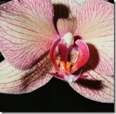 brown-spots-cymbidium-orchids-800x800