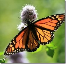 butterfly-weed-vs_-milkweed-800x800