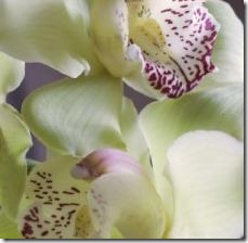 buy-grow-green-cymbidium-orchids-800x800