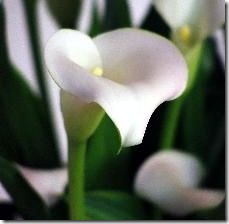 calla-lilies-plants-800x800