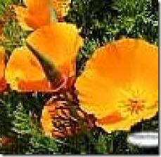 care-california-poppy-garden-800x800