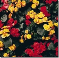 colors-begonias-800x800