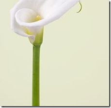did-calla-lilies-change-color-800x800