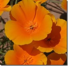 do-grow-california-poppies-florida_-800x800