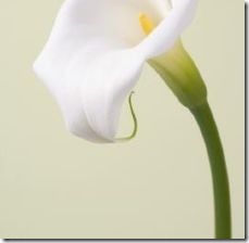 dry-calla-lily-flowers-800x800