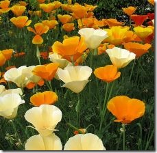 grow-california-poppies-800x800