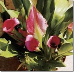 grow-calla-lilies-illinois-800x800