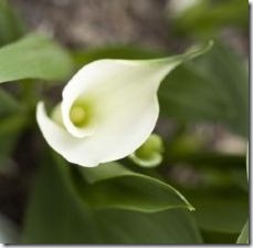 grow-calla-lilies-indoors-800x800