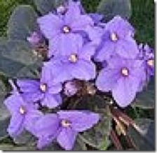 kill-bugs-african-violets-800x800