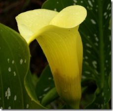 plant-calla-lily-flowers-800x800