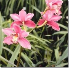 plant-cymbidium-orchids-800x800