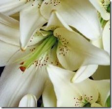 plant-white-lilies-800x800