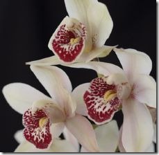 repot-cymbidium-orchids-800x800