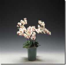 split-orchids-800x800