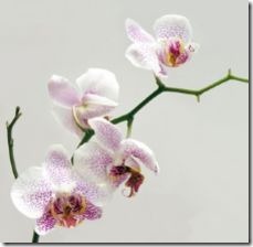 transplant-cymbidium-orchids-800x800