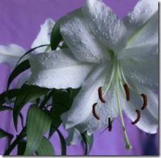 white-lilies-season-800x800