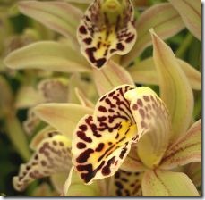 yellow-cymbidium-orchid-information-800x800