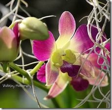 article-page-main_ehow_images_a04_qg_a8_grow-dendrobium-orchids-800x800