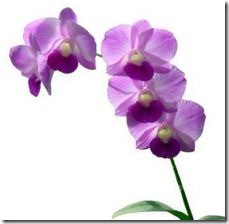 article-page-main_ehow_images_a04_qr_vb_care-fresh-cut-dendrobium-orchids-800x800