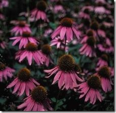 article-page-main_ehow_images_a04_s5_r8_grow-coneflowers-800x800