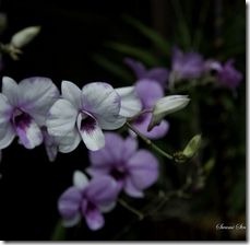 article-page-main_ehow_images_a05_g3_vi_mistine-dendrobium-orchids_-800x800