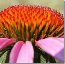 article-page-main_ehow_images_a06_8v_l9_purple-coneflower-800x800
