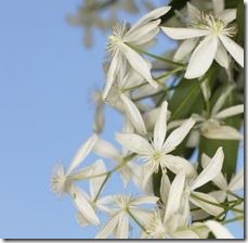 article-page-main_ehow_images_a07_7t_34_prune-evergreen-clematis-800x800