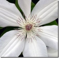 article-page-main_ehow_images_a07_e6_bo_white-clematis-800x800