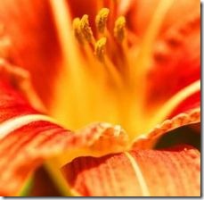 article-page-main_ehow_images_a07_en_uu_do-become-doublepetal-day-lilies-800x800