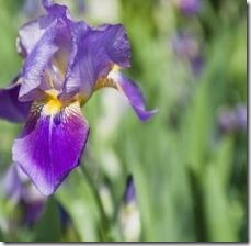 article-page-main_ehow_images_a07_gp_sr_weed-control-irises-800x800
