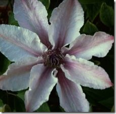article-page-main_ehow_images_a07_ia_t7_prune-clematis-jackmanii-800x800