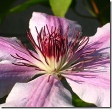 article-page-main_ehow_images_a07_in_sm_fertilize-clematis-800x800