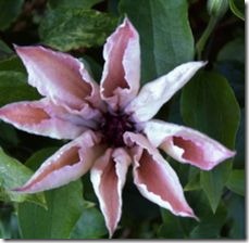 article-page-main_ehow_images_a07_iu_7e_clematis-varieties-wilt-800x800