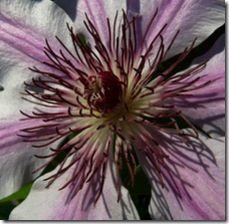 article-page-main_ehow_images_a07_j1_3v_clematis-wilt-800x800