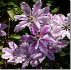 article-page-main_ehow_images_a07_j2_tl_should-clematis-cut-back-800x800