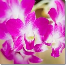 article-page-main_ehow_images_a07_je_mo_tips-caring-dendrobium-orchids-800x800