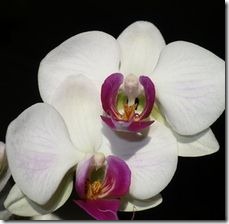 article-page-main_ehow_images_a07_jt_ua_dendrobium-orchid-care-800x800