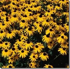 article-page-main_ehow_images_a07_ld_qa_yellow-daisy-blooms-until-frost-800x800