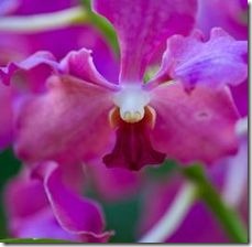 article-page-main_ehow_images_a07_q6_3h_prune-orchids-800x800