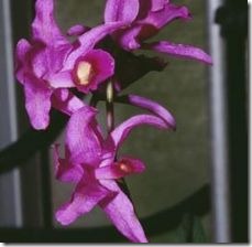 article-page-main_ehow-uk_images_a07_55_8g_dendrobium-orchid-species-800x800