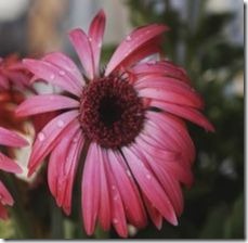 article-page-main_ehow-uk_images_a07_nf_ec_divide-purple-coneflower-800x800