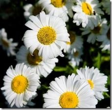 article-page-main_ehow-uk_images_a07_pb_5k_white-daisy-characteristics-800x800