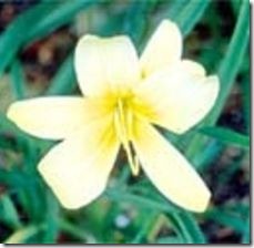 article-page-main_ehow_images_a00_06_t7_grow-daylily-hemerocallis-800x800