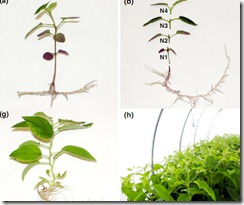 20110725162452_Vietnamese develops new method to grow eucalyptus 2